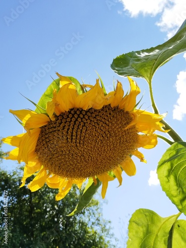 flower, nature, garden, bloom, flowers, blossom, flora, summer, sunflower