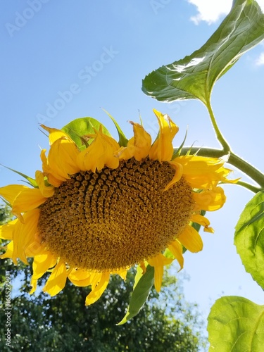 flower, nature, garden, bloom, flowers, blossom, flora, summer, sunflower