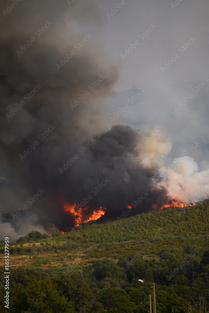 Fototapeta premium A Wildfire Raging on a Green Mountain Side. Concept The unstoppable force of nature.