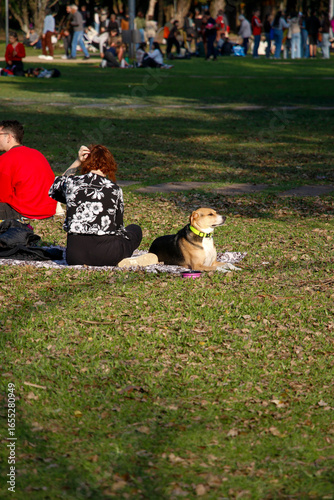 cachorro, mulheres, parque, animal de estimação, animais, natureza, relva, acoplar, gente, cabrito, outonal, amor, ao ar livre, verão, rir, filhote de cachorro, sorridente, amizade, divertimento, pess