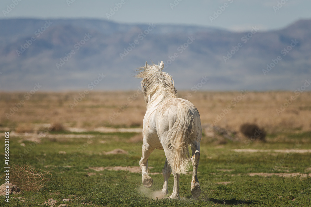 Fototapeta premium A white mustang running into the desert in Utah, USA
