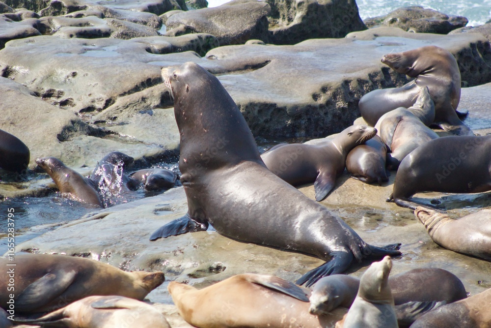 Fototapeta premium Sea lions in La Jolla Cove, San Diego, California during summer time