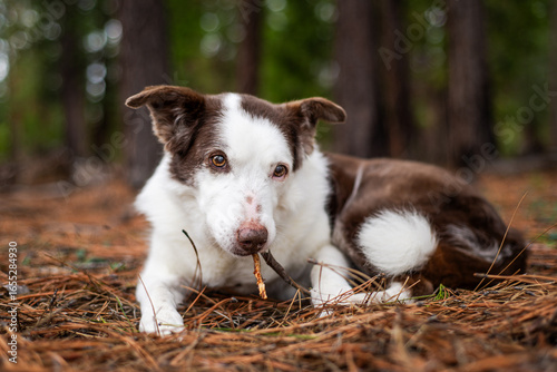 15-Year-Old Border Collie Chewing a Stick in the Forest
