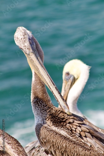 California brown pelican in la jolla cove san diego california on summer day