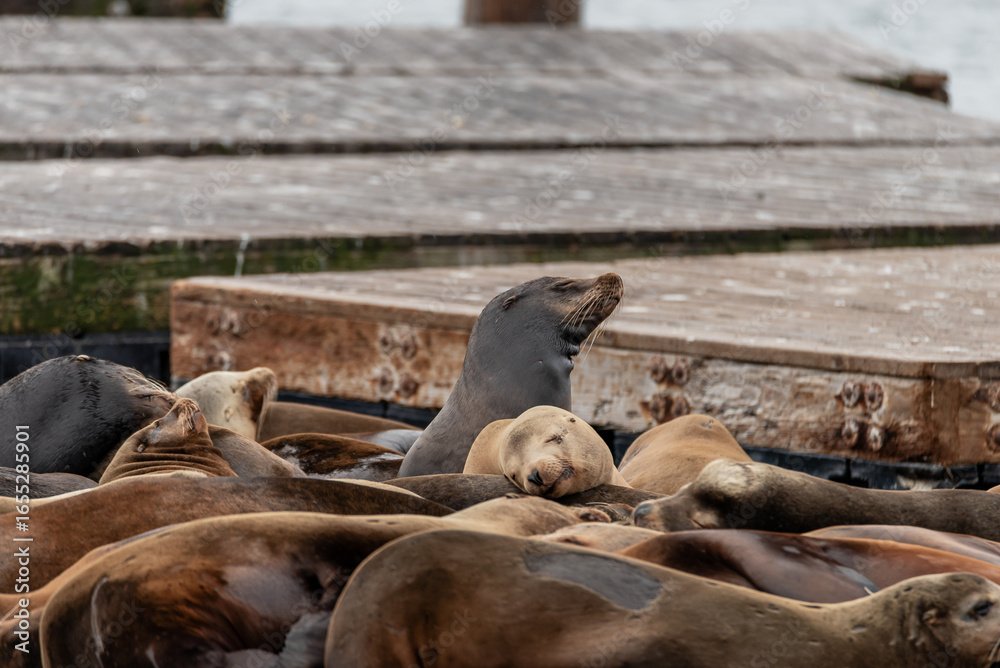 Fototapeta premium Sea lion colony resting on a floating dock near a pier in San Francisco