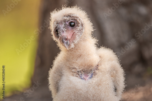 Baby barn owl looking to the side, with top of keel bone visible
