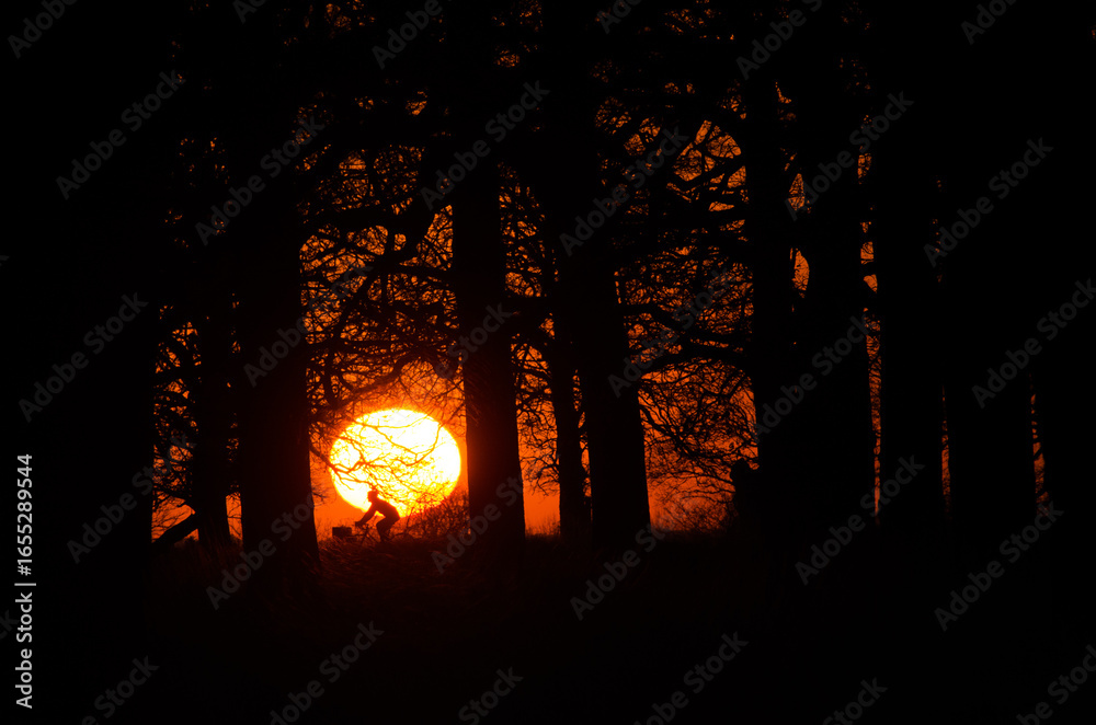 Fototapeta premium A silhouetted figure rides a bicycle in front of a large setting sun, framed by dark trees, creating a dramatic and striking image.