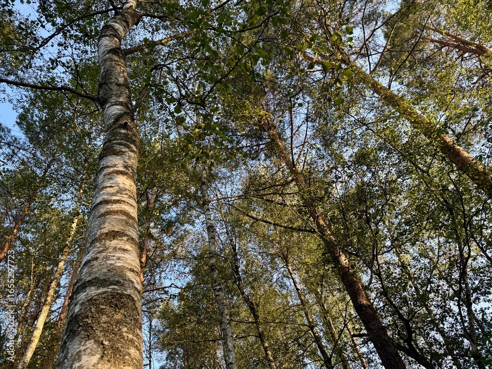 Fototapeta premium Aerial view of a birch forest with lush green leaves creating a natural pattern