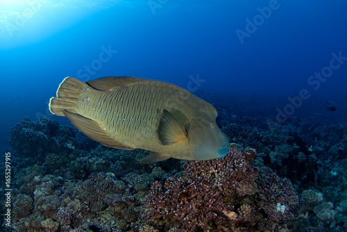 A humphead wrasse is swimming above the seabed. A napoleon fish is swimming near the Fakarava atoll. A cheilinus undulatus in the Pacific Ocean.
