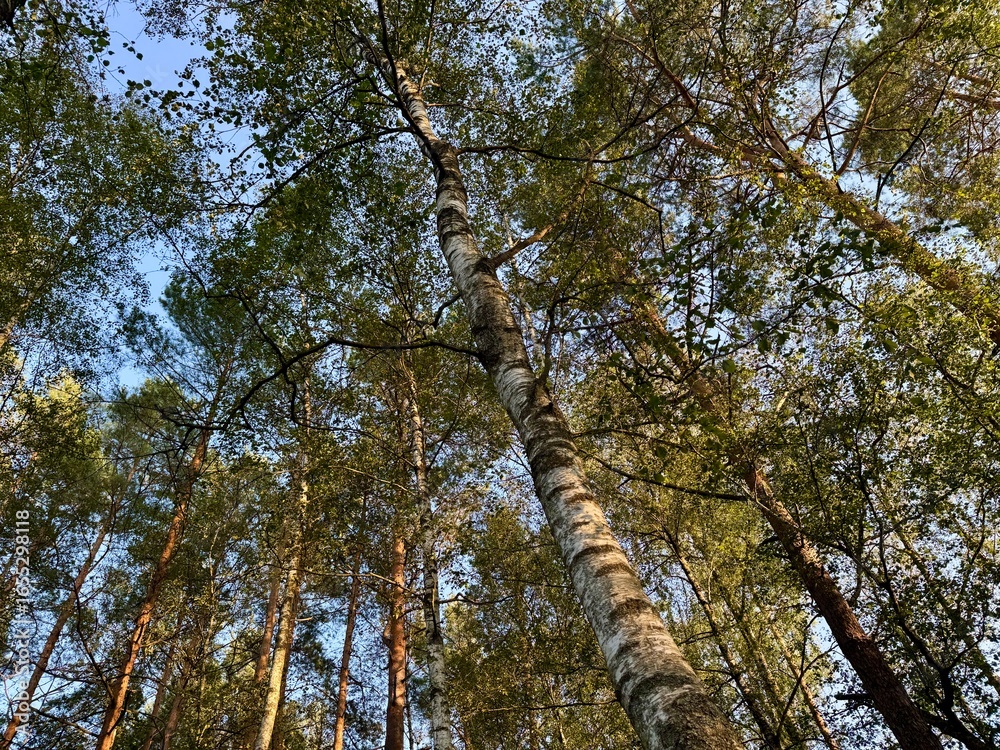Fototapeta premium Aerial view of a birch forest with lush green leaves creating a natural pattern
