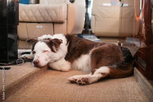 Senior 15 year old border collie sleeping on private Jet, wearing a reusable diaper
