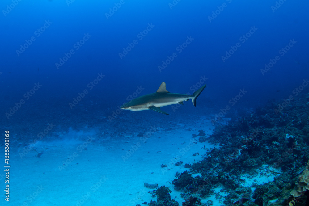 Fototapeta premium A grey reef shark is patrolling the Fakarava atoll. A Carcharhinus amblyrhynchos in the Pacific Ocean. A paradise on an exotic island.