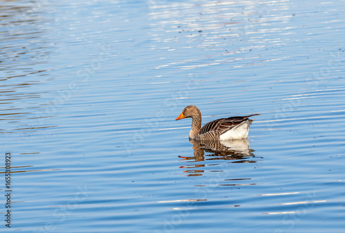 Fototapeta ducks enjoy the lake in the english garden