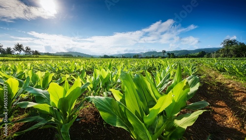 turmeric plants in a lush field under the blue sky