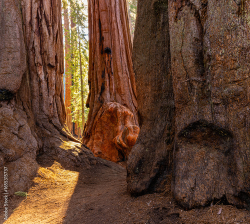 Giant Sequoia Trees at The House Grove on The Congress Trail, Sequoia National Park, California, USA