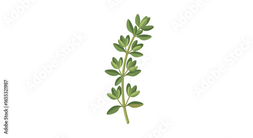 Delicate thyme sprig illustration symbolizing freshness, vitality, and culinary arts on white backdrop