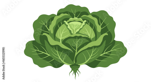 Vibrant green cabbage head illustration showcasing fresh produce for healthy eating and culinary applications beautifully on a plain white backdrop