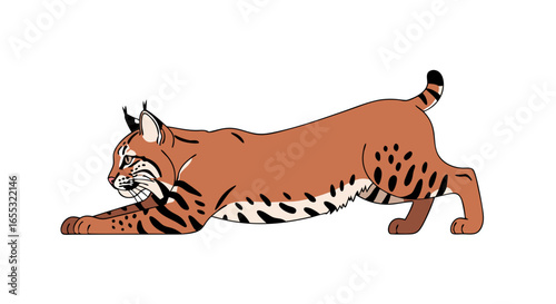 Stylized depiction of a bobcat in a stalking or stretching position against a plain backdrop