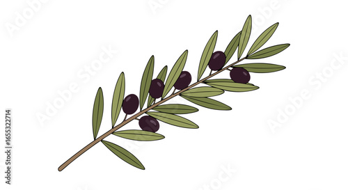 Botanical illustration displaying an olive branch with ripe black olives and slender green leaves evoking a sense of natural freshness and