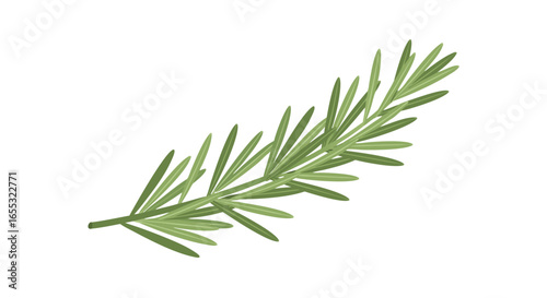 Delicate sprig of rosemary with its slender, linear leaves evokes freshness and aromatic fragrance of mediterranean cuisine and herbal infusions