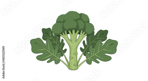 Stylized green broccoli floret with broad leaves on a crisp white backdrop conveying freshness and health benefits with natural appeal