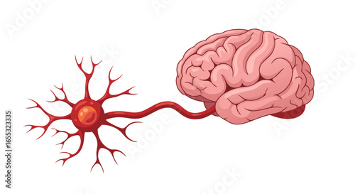 Neurological Pathway Illustration: Brain and Neuron Connection Visualization for Science and Education Materials