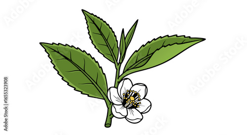 Botanical Illustration of Tea Plant with Flower, Detailing the Essence of Herbal Infusions and Natural Beauty