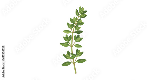 Delicate thyme sprig illustration conveying freshness and culinary herb appeal capturing the essence of garden to plate ingredient ideal for