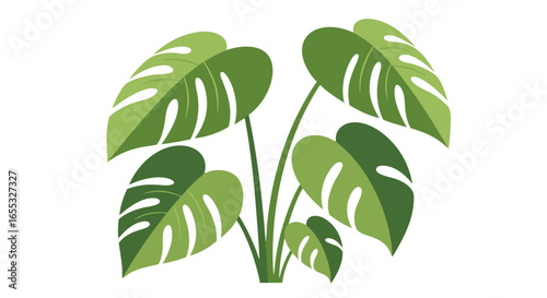 Stylish monstera deliciosa illustration, depicting lush green foliage with distinctive fenestrations against a stark white background simple