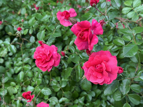 Wallpaper Mural Vibrant pink roses bloom amidst lush green foliage, showcasing delicate petals and intricate details, creating a stunning floral display in a natural garden setting Torontodigital.ca