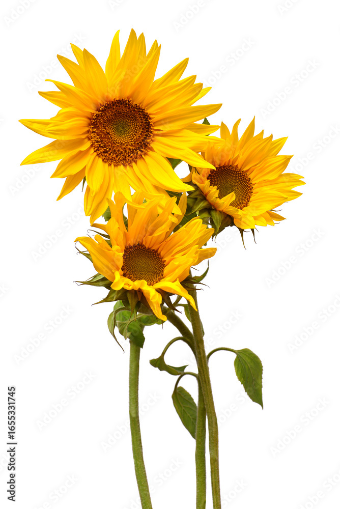 Fototapeta premium Flower bouquet with three sunflowers isolated on white background. The seeds and oil. Floral arrangement. Picturesque and conceptual scene. Flat lay, top view