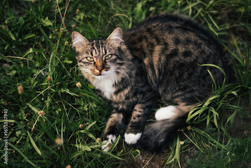 norwegian forest tomcat outside in the grass, wild and free