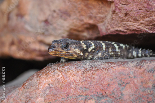 Bild auf Leinwand Smaug breyeri or Waterberg girdled lizard lying on a rock in the morning sun