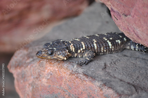 Tableau sur toile Smaug breyeri or Waterberg girdled lizard lying on a rock in the morning sun