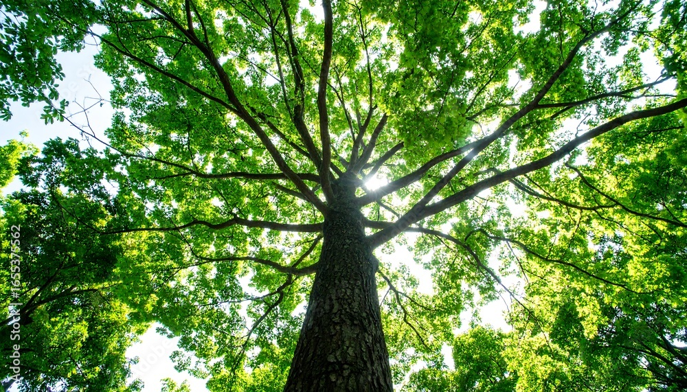 Fototapeta premium Lush green tree canopy, vibrant leaves, and sunlight streaming through the branches, create a peaceful and serene image.