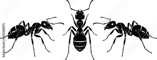 Detailed ant illustration, insect anatomy, black and white vector, entomology study, nature drawing, wildlife, scientific sketch, educational, realistic, symmetrical composition