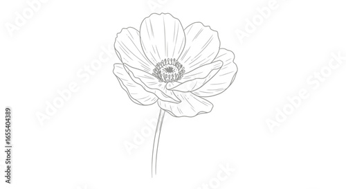 elegant line art anemone flower perfect for botanical illustrations wedding invitations and feminine branding designs