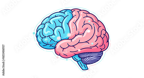 Illustration of a human brain with left and right hemispheres in different colors and connections shown on transparent background
