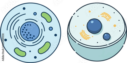Colorful illustration of animal and plant cells with organelles. Vector design.