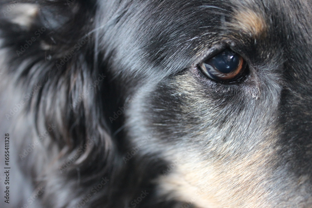 Fototapeta premium close up portrait of a black dog