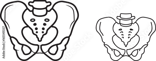 Black and white vector illustration of two human pelvic bones.