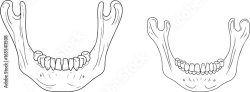 Illustration of jaw bones, showing differences in tooth arrangement and structure, highlighting dental anatomy