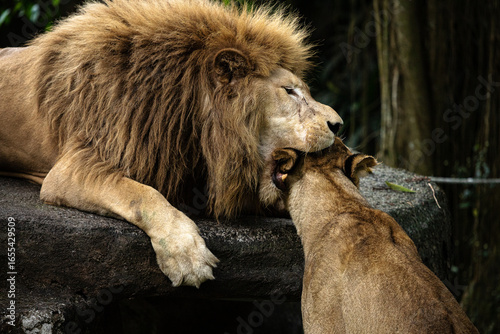 lion and lioness