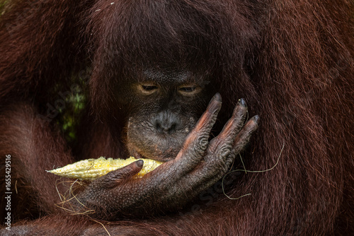 Orang utan eating