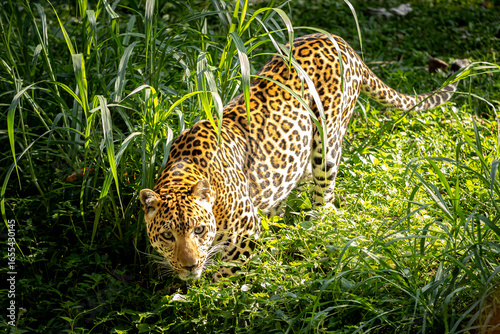 leopard in the grass