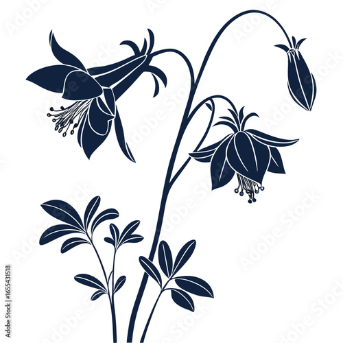 Foto black and white aquilegia mrs scott elliot