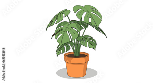Illustration of a monstera deliciosa plant with large green leaves in a terracotta pot on a white background on transparent background