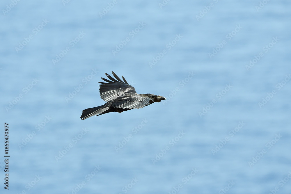 Obraz premium CUERVO