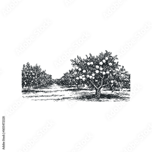 Orchard with fruit bearing trees and textured ground