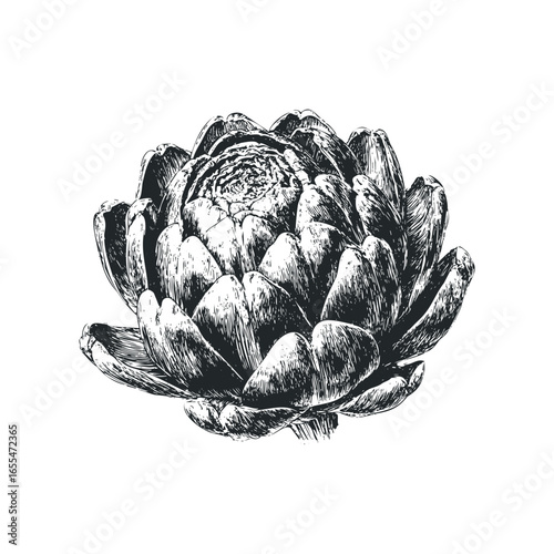 Detailed ink sketch of a single ripe artichoke on a white background